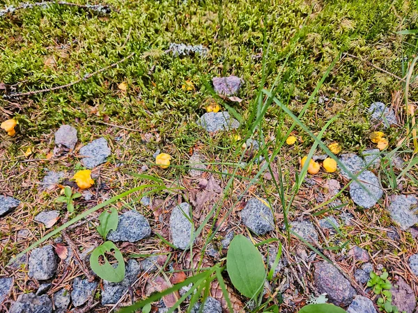 Chanterelle Beira Caminho Recolher Comida Natureza Encontrar Cogumelos Durante Caminhada — Fotografia de Stock
