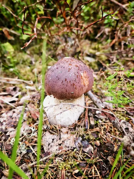 山楂在森林里的地面上 褐色的帽子 蘑菇的白色茎 从自然中脱颖而出 收集食物 — 图库照片