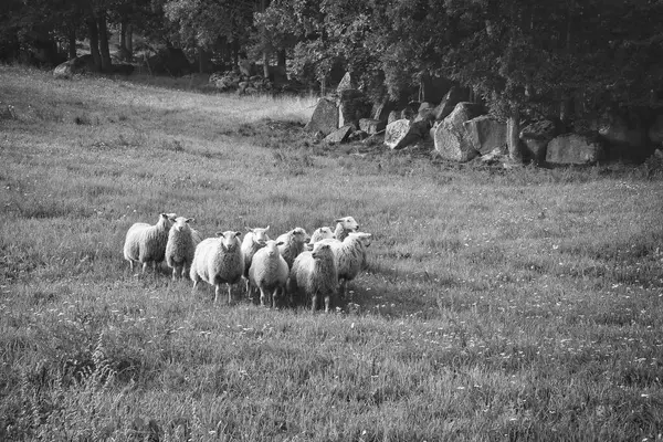 Een Kudde Schapen Een Groene Grasweide Zwart Wit Scandinavisch Landschap — Stockfoto