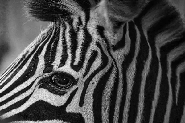 斑马的头从侧面被黑白分明地从侧面取下 皮毛上的条纹对哺乳动物的动物射击 免版税图库照片
