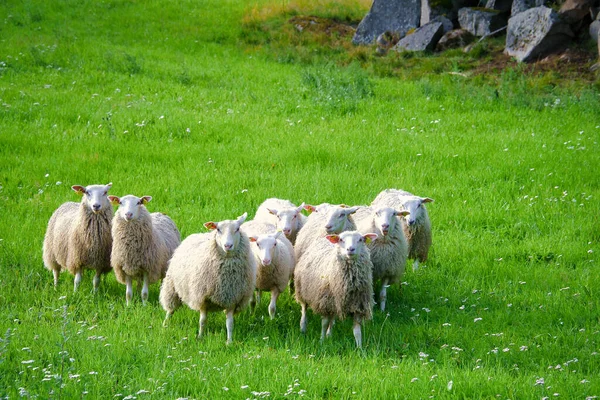 一群羊躺在绿色的草地上 斯堪的纳维亚景观 有羊毛的农场动物 动物射击 图库图片