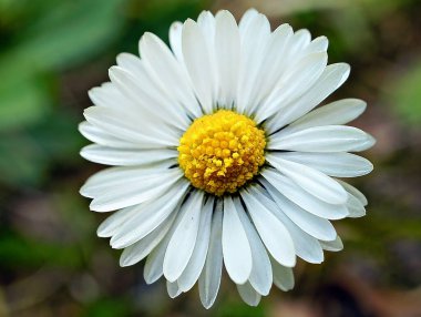 Çayırda bir sürü bokeh olan Daisy. Çiçeklerin polenine odaklan. Doğadaki hassas renkler