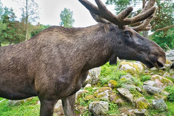 Moose Antlers Scandinavia King Forests Sweden Largest Mammal Europe Animal — Stock Photo, Image