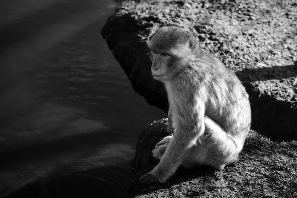 Babuíno Sentado Beira Água Grande Macaco Natureza Pele Branca Castanha — Fotografia de Stock