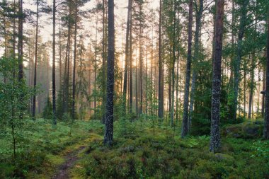 İsveç 'te gün doğumunda bir orman gölü kenarında çam ormanı. Ağaçların arasında parlayan güneş ışınları, hafif yer sisi. İskandinav doğası