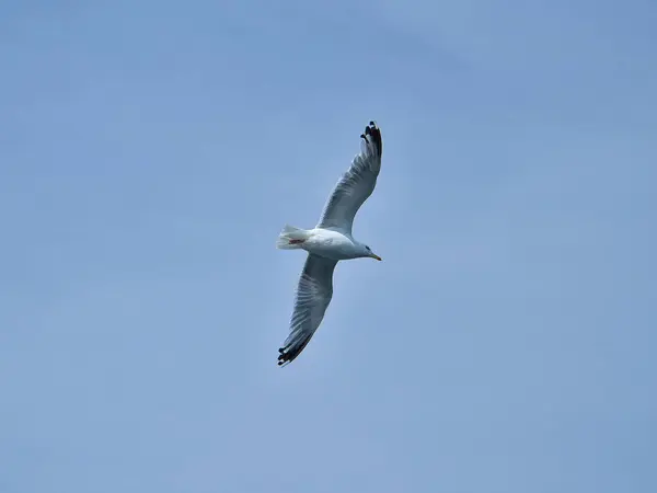 Möwe Fliegt Blauen Himmel Spreize Flügel Mit Federn Tierfoto Von — Stockfoto