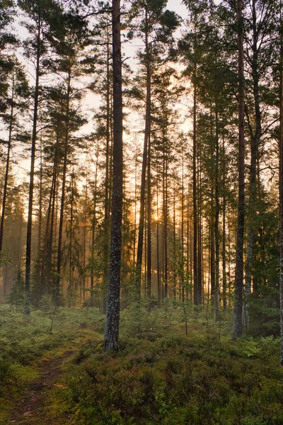 Las Sosnowy Nad Jeziorem Leśnym Wschodzie Słońca Szwecji Promienie Słońca — Zdjęcie stockowe