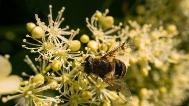 Beyaz bir çiçekte uçarak nektar toplarım. Makro çekimde böcek fotoğrafı. Bahçedeki hayvan fotoğrafı.