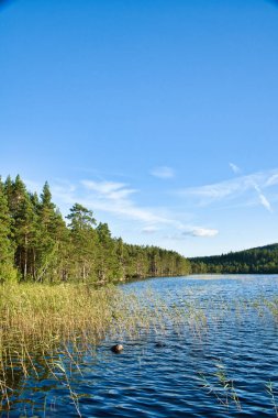 İsveç 'te Smaland' da bir göl manzarası. Mavi su, ışık dalgaları ve sazlıklar. Mavi gökyüzü ve duvak bulutları. İskandinavya 'da yaz mevsimi. Peyzaj fotoğrafı