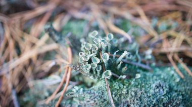 Kupa lichenam orman zemininde. Çam iğneleri ve yosun. Botanikten Macro shot. Ormandaki doğa.