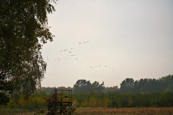 Crane flying over fields by the forest in formation. Migratory bird on the Darss. Birds nature photo
