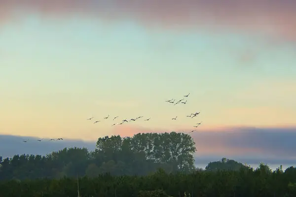 クレーンは 形成中の森によって畑の上を飛んでいる ダルス川の渡り鳥 鳥の自然写真 ロイヤリティフリーのストック画像