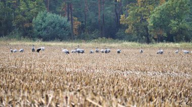 Turnalar bir ormanın önündeki hasat edilmiş mısır tarlasında dinlenme yerindeler. Göçmen kuşlar besleniyor. Vahşi hayvanlar Darss 'ın doğasında. Hayvan fotoğrafı.