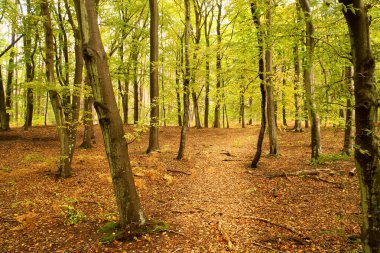 Sonbaharda kayın ormanı. Yeşil ve renkli yapraklar. Orman zemininde turuncu-kahverengi yapraklar. Orman doğada yürüyor. Ormandan çekilmiş manzara.