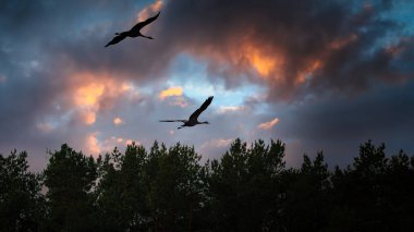 Gün batımında bir ormanda iki turna ağaçların üzerinden uçar. Darss 'taki göçmen kuşlar. Baltık Denizi 'nde doğadan gelen kuşların vahşi yaşam fotoğrafı..