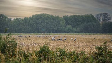 Turnalar bir ormanın önündeki hasat edilmiş mısır tarlasında dinlenme yerindeler. Göçmen kuşlar besleniyor. Vahşi hayvanlar Darss 'ın doğasında. Hayvan fotoğrafı.