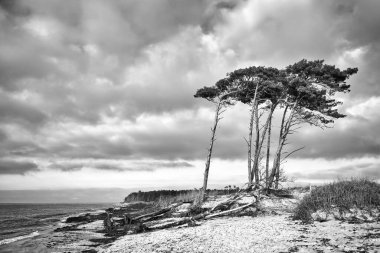 Baltık Denizi 'ndeki batı sahili siyah beyaz. Rüzgardan, kumların arasından geçen kumsaldaki çam ağaçlarından. Deniz manzarası. Sahilin manzara fotoğrafı.