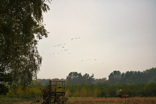 Cranes fly over a harvested corn field in front of a forest. A deer stands in the field in front of the forest. Wild animals on the Darss in nature. Animal photography