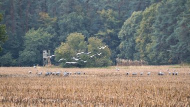 Turnalar bir ormanın önündeki hasat edilmiş mısır tarlasında dinlenme yerindeler. Göçmen kuşlar besleniyor. Vahşi hayvanlar Darss 'ın doğasında. Hayvan fotoğrafı.