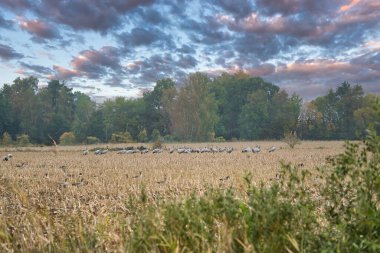 Turnalar bir ormanın önündeki hasat edilmiş mısır tarlasında dinlenme yerindeler. Göçmen kuşlar besleniyor. Vahşi hayvanlar Darss 'ın doğasında. Hayvan fotoğrafı.