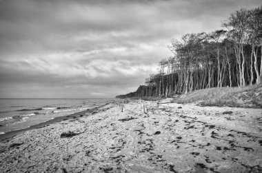 Darss sahilindeki çam ormanı. Batı sahilinde beyaz kum. Bulutlu gökyüzü. Peyzaj fotoğrafı