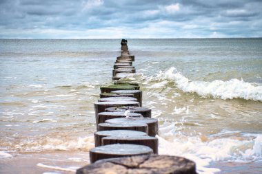 Groynes Baltık Denizi 'ne girdi. Kıyıyı korumak için tahta gövdeler. Denizden manzara
