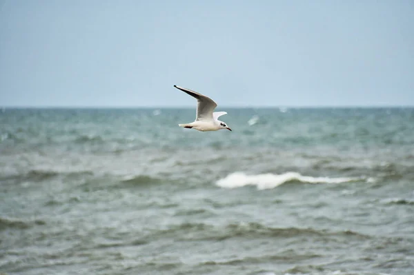 Seagull flies over the Baltic Sea on the coast in front of the beach. Animal photo of a bird.
