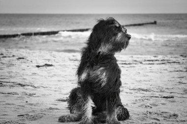 Altın karalamalı köpek Baltık Denizi sahilinde oturur. Siyah ve bronz bir ceket. Arka planda Groyne ve deniz. Sahilden bir hayvan fotoğrafı.