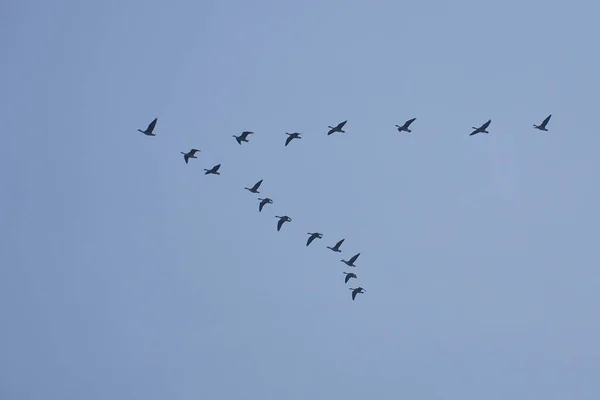 Vフォーメーションで空にクレーングループ 帰り道の渡り鳥たち 自然からの動物の写真 ストック写真