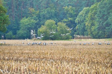 Turnalar bir ormanın önündeki hasat edilmiş mısır tarlasında dinlenme yerindeler. Göçmen kuşlar besleniyor. Vahşi hayvanlar Darss 'ın doğasında. Hayvan fotoğrafı.