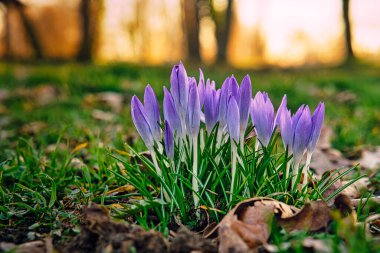 Çayırdaki Crocus çiçeği, narin ve biraz bulanık bir arka planı var. Çiçeğin ayrıntılı bir temsili. Bitkiler kapanır..