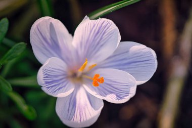 Çayırdaki Crocus çiçeği, narin ve biraz bulanık bir arka planı var. Çiçeğin ayrıntılı bir temsili. Bitkiler kapanır..