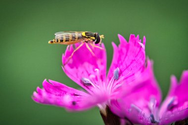 Sinek makroyu yuttu. Ayrıntılı ve güzel. Makro Fotoğraf 