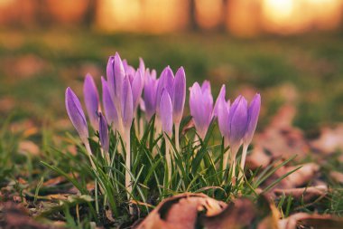Çayırdaki Crocus çiçeği, narin ve biraz bulanık bir arka planı var. Çiçeğin ayrıntılı bir temsili. Bitkiler kapanır.. 