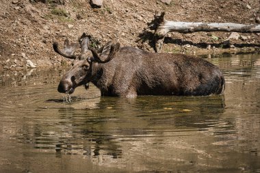 Vahşi doğada bir geyikle karşılaşmasına izin verilen bu deneyimi asla unutmayacak. Çok etkileyici hayvanlar. Bunlar İsveç Smaland 'da görülmüş..