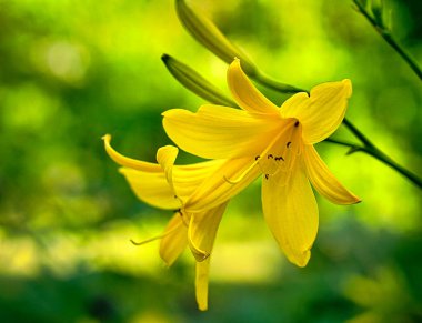 Muhteşem sarı zambak ve güzel bir bokeh. Yeşil yapraklar renk uyumunu tamamlar. Çiçek fotoğrafı. Doğa çekimi..