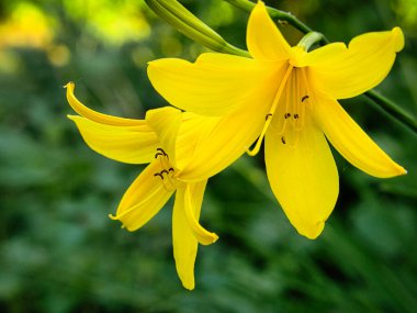Muhteşem sarı zambak ve güzel bir bokeh. Yeşil yapraklar renk uyumunu tamamlar. Çiçek fotoğrafı. Doğa çekimi..