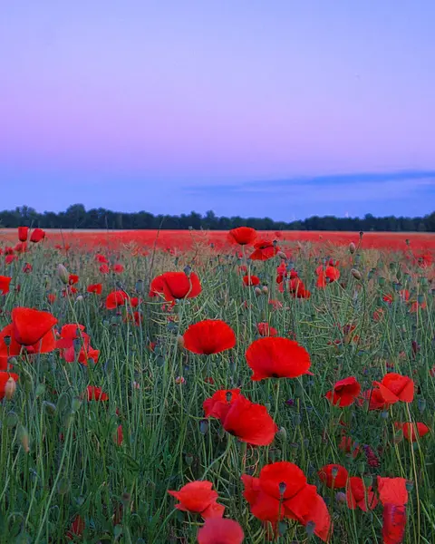 Poppies dreamy in corn field. Red petals in green field. Agriculture on the roadside. Flower photo from nature