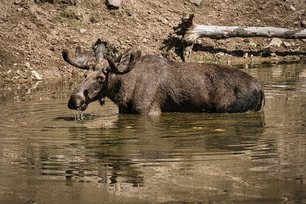 Vahşi doğada bir geyikle karşılaşmasına izin verilen bu deneyimi asla unutmayacak. Çok etkileyici hayvanlar. Bunlar İsveç Smaland 'da görülmüş..