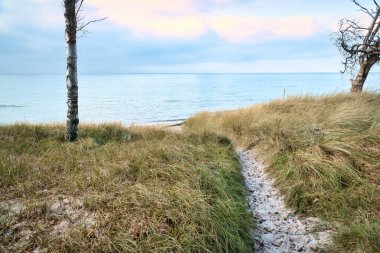 Baltık Denizi kıyısında serbestçe betimlenen tek bir ağaç. Groyne denizi geçiyor. Doğa okyanusu vurdu.