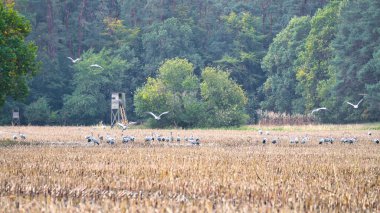 Turnalar bir ormanın önündeki hasat edilmiş mısır tarlasında dinlenme yerindeler. Göçmen kuşlar besleniyor. Vahşi hayvanlar Darss 'ın doğasında. Hayvan fotoğrafı.
