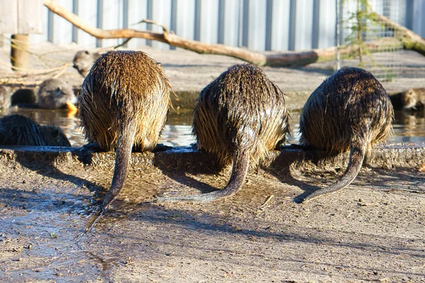 Three nutria from behind. The rodents are drinking. Funny picture of mammals. Animal photo
