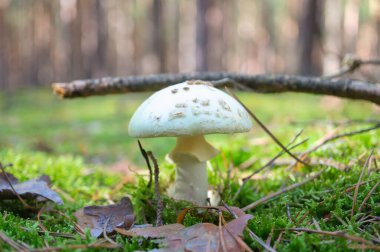 Yosun ve iğneler arasında orman zemininde büyüyen ibikli yavru. Tahtadan yapılmış doğa fotoğrafı.