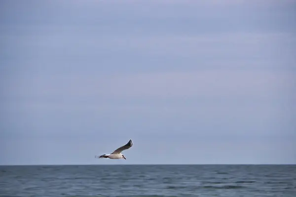Seagull flies over the Baltic Sea on the coast in front of the beach. Animal photo of a bird.