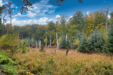 Yaprak döken bir ormanın önündeki açıklığın manzarası. Darss 'taki bir doğa parkından fotoğraf. Peyzaj fotoğrafı