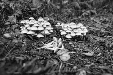 Ormanın zeminindeki ormanda bir grup mantar. Yosun, yerde çam iğneleri. Mantar aramak için sonbahar günü. Doğadan Makro çekim