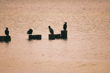 Baltık Denizi 'nde karabatak. Kuşlar tüylerini güneşte kuruturlar. Dalgalar mavi gökyüzünün altında. Sahilden bir hayvan fotoğrafı.