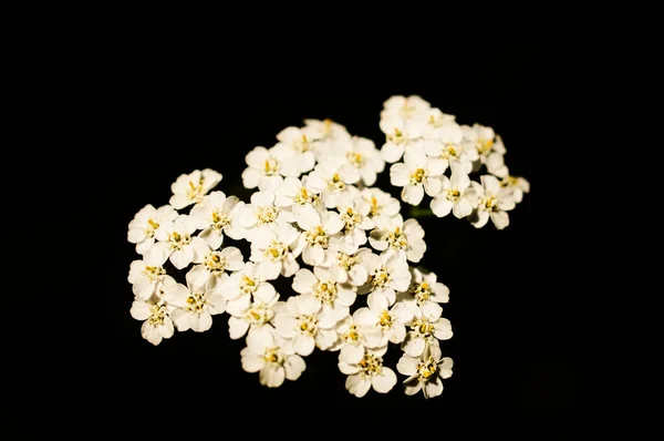 White flowers on the index of a flower with dark background. Plants photo. Flower