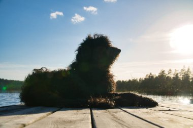 Goldendoodle köpeği iskelede yatıyor ve İsveç 'te bir göle bakıyor. Çekici bir hayvan fotoğrafı..