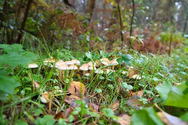 A group of mushrooms in the forest on the forest floor. Moss, pine needles on the ground. Autumn day looking for mushrooms. Macro shot from nature